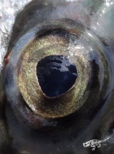 Auge in Auge DSC00118_1