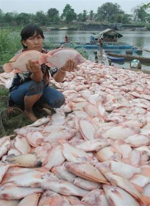 fischsterben-thailand